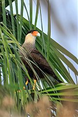 Crested Caracara